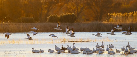 Snow geese leaving a frozen roost pond at sunrise.