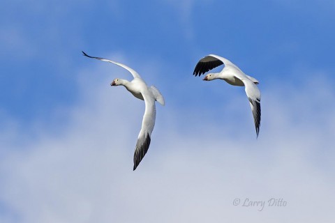 Snow Goose pair turning in flight.