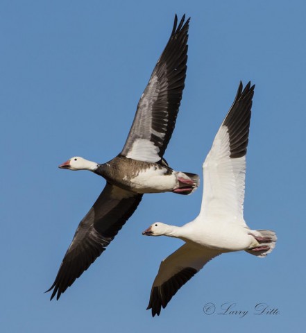 Snow Goose pair in flight.