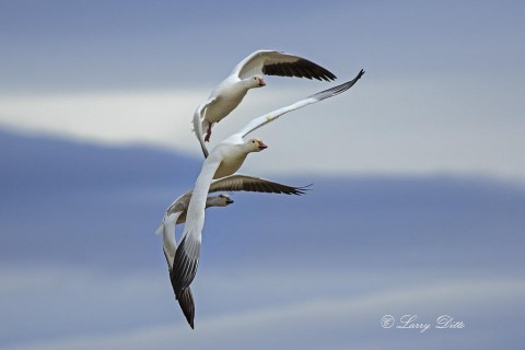 Snow Goose family in flight.