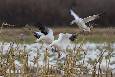 Snow Goose family landing in corn