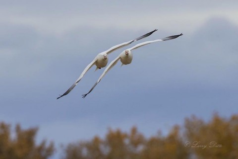 Snow Geese in flight.
