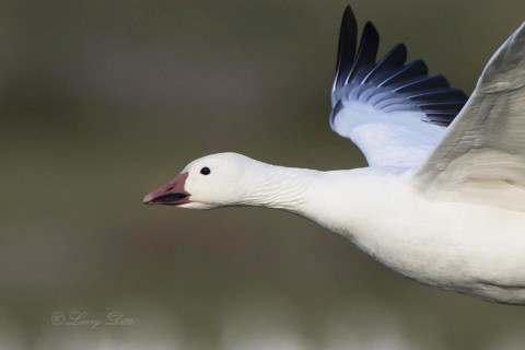 Close up of Snow Goose in flight.