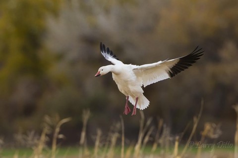 Snow Goose landing