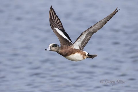 American Wigeon drake in flight.