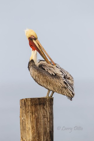 Brown Pelican preening