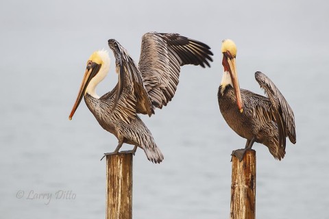 Brown Pelicans removing the droplets of fog from their feathers.