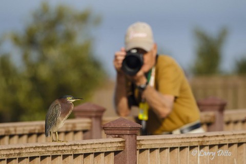 Green Heron posing on a boardwalk perch.