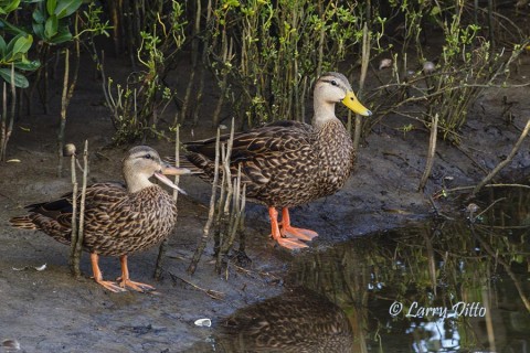 Mottled Duck pair loafing in mangrove thicket.