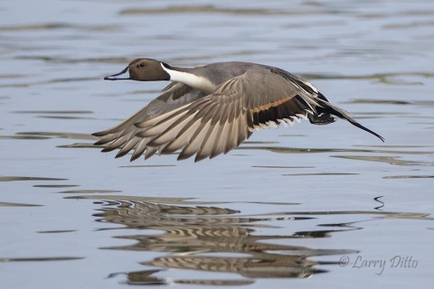 Northern Pintail drake at takeoff.