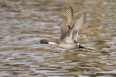 Northern Pintail drake over colored water.