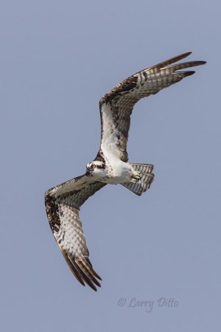 Osprey on the hunt for fish.