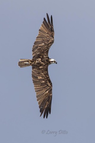 Osprey making a right turn.