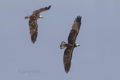 Ospreys in flight