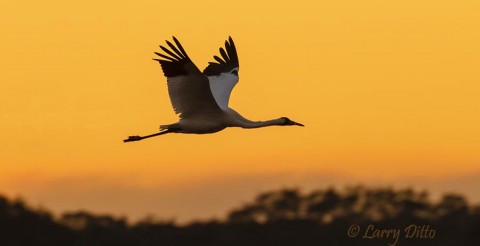 Whooping Crane headed to roost at sunset, Aransas NWR