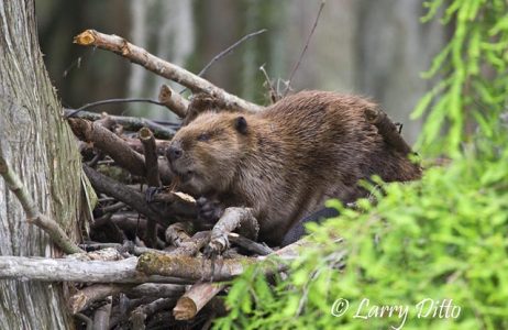 Beaver, Caddo Lake, Texas