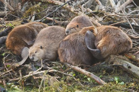 American Beaver (Castor canadensis) family grooming and loafing on lodge in Caddo Lake, Texas