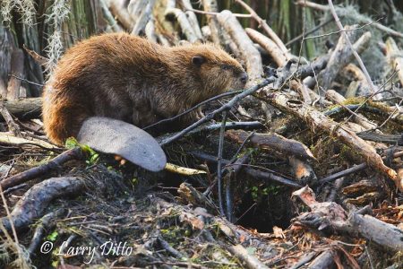 American Beaver by entrance to den, Caddo Lake, Texas