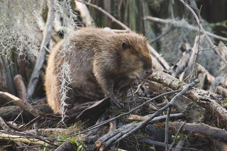 American Beaver sitting on lodge in Caddo Lake, Texas with Spanish moss hanging