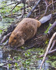 American Beaver (Castor canadensis) sliding into lake from lodge, Caddo Lake, Texas