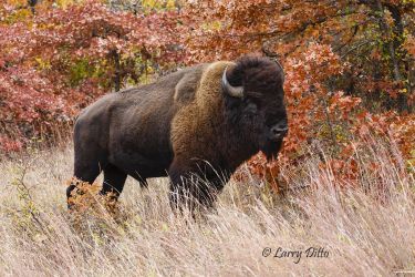 American Bison (Bison bison) bull at Wichita Mountains National Wildlife Refuge, Lawton, Oklahoma, USA, autumn