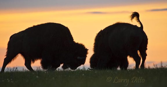 Bison bulls fighting