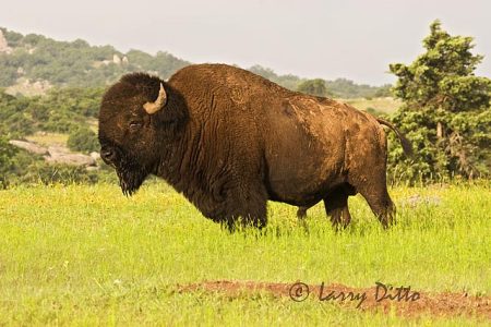 American Bison (Bison bison), mature bull, spring