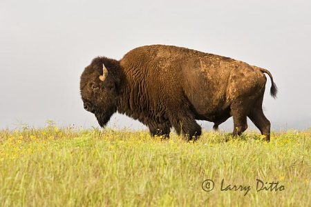American Bison (Bos bison), mature bull, spring