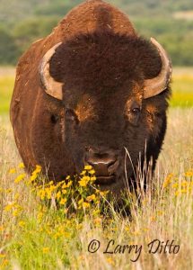 American Bison (Bison bison) mature bull, prairie flowers, Oklahoma, June