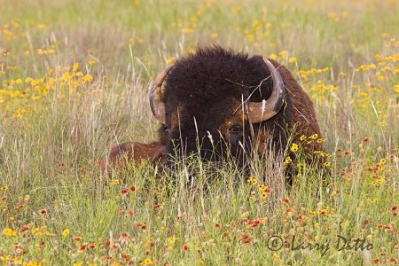 American Bison (Bos bison) mature bull, prairie flowers, Oklahoma, June