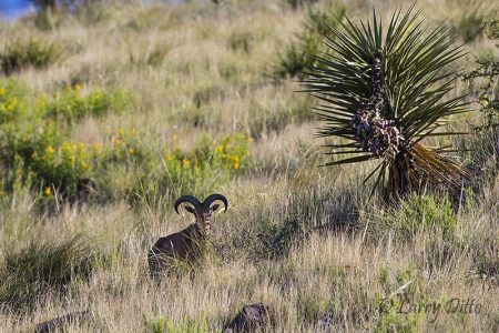 Aoudad Sheep, ewe on Davis Mountain hillside near Fort Davis, Texas