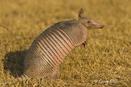 Nine-banded Armadillo at South Llano River State Park, Junction, Texas, November