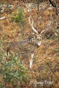 Imported Axis Deer on central Texas ranch.