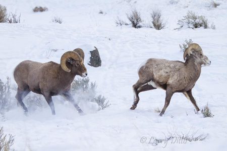 Bighorn rams fighting in snow