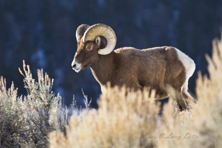 Bighorn (Ovis canadensis) ram in sagebrush, Wyoming.