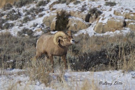 Bighorn ram threatening smaller rams during rut