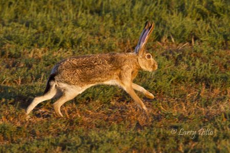 Black-tailed Jackrabbit running