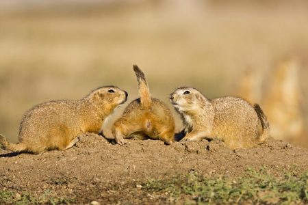 Black-tailed Prairie Dogs going into burrow.
