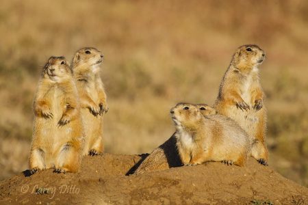 black-tailed prairie dogs at burrow