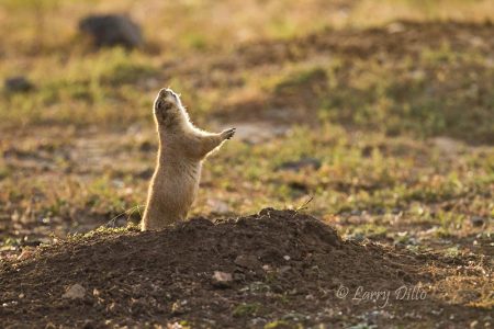 Barking black-tailed prairie dog