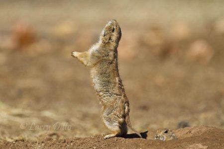 Black-tailed Prairie Dog barking while another dog watches from burrow, n. Texas, winter