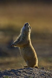 Black-tailed Prairie Dog barking