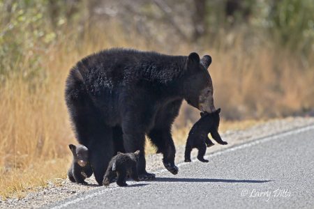 Black Bear with cubs in Big Bend Natl. Park