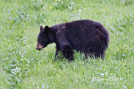Black Bear (Ursus americanus) eating grass , spring