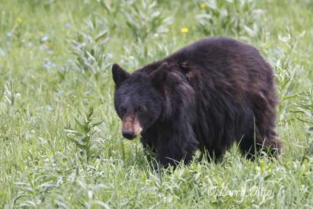 Black Bear (Ursus americana) shedding winter hair in spring.