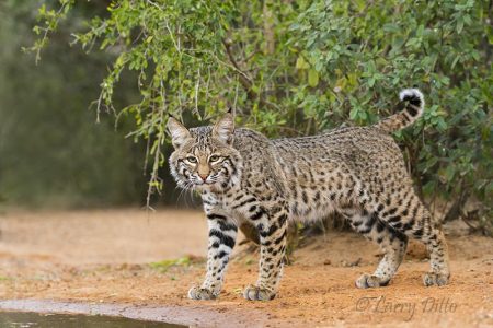 Bobcat at pond