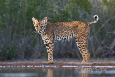 Bobcat (Lynx rufus) south Texas ranch