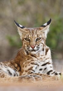 Bobcat (Lynx rufus) adult at pond for drink, Texas, USA, summer afternoon