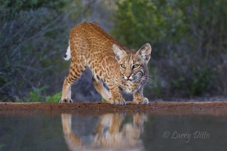 Bobcat (Lynx rufus) drinking at ranch pond, Santa Clara Ranch, s. Texas, summer