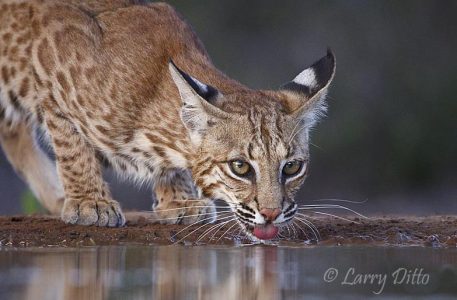 Bobcat (Lynx rufus) drinking at south Texas pond